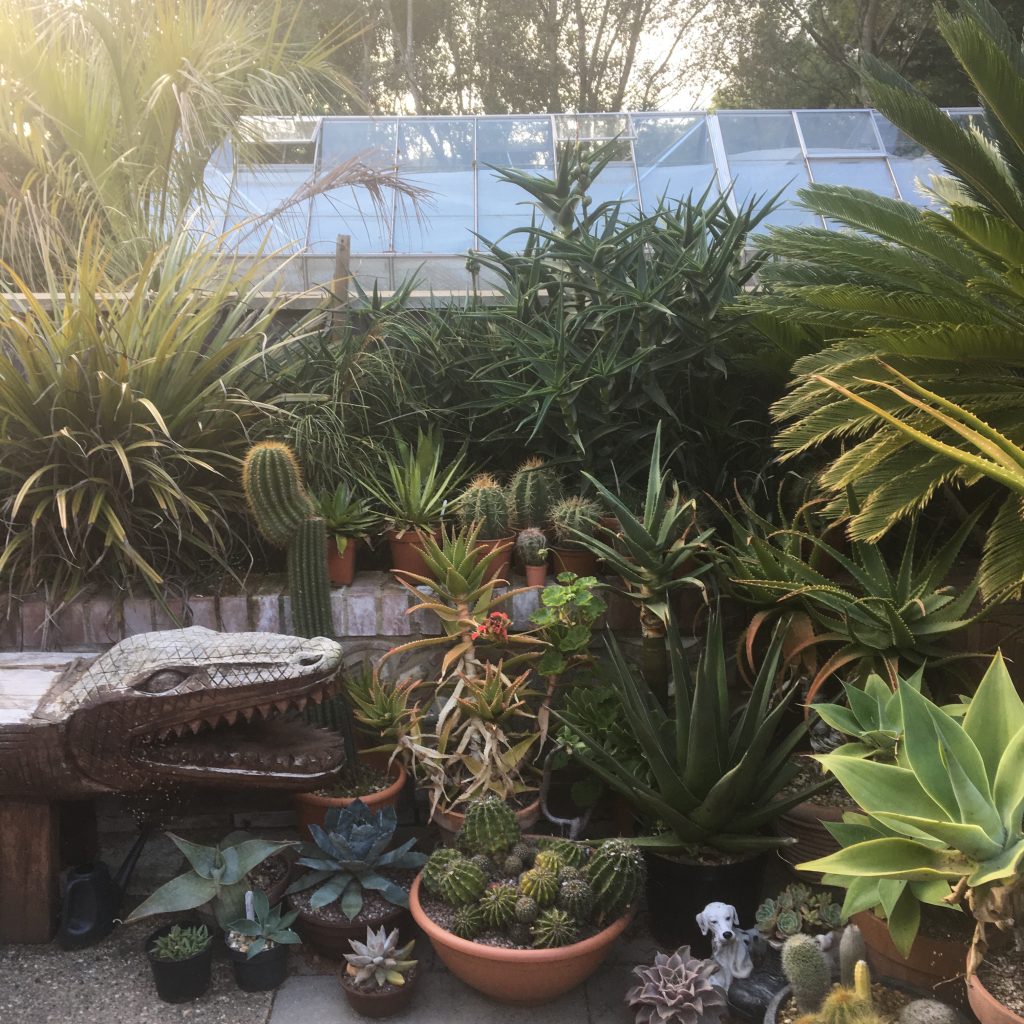 Tropical Garden Plants UK