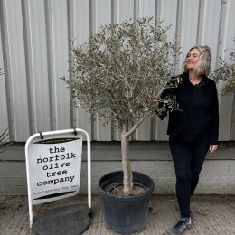 Hojiblanca Olive tree