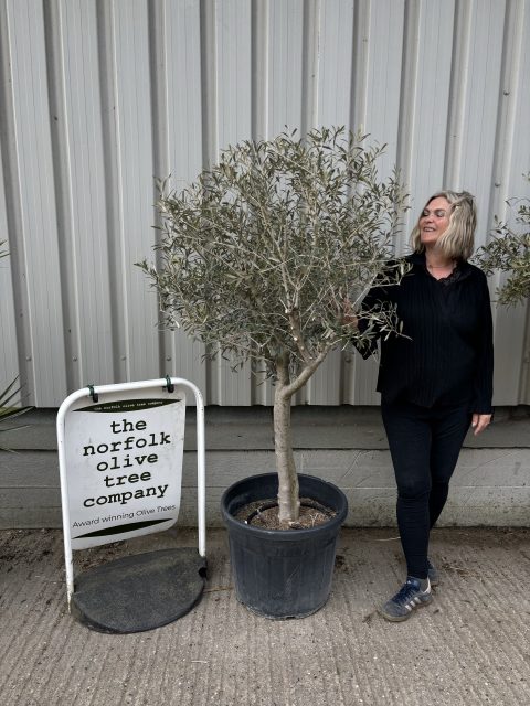 Hojiblanca Olive tree