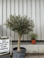 Arbequina olive tree