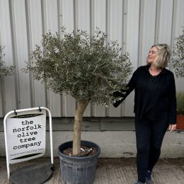 Arbequina olive tree