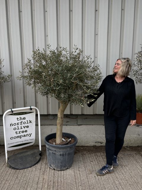 Arbequina olive tree