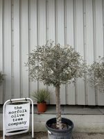Hojiblanca Olive tree