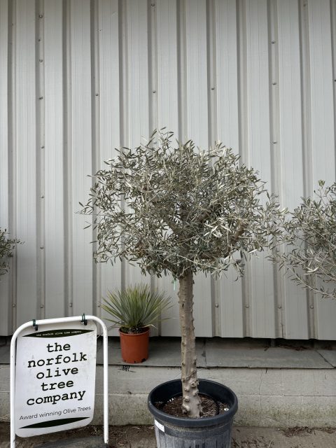 Hojiblanca Olive tree