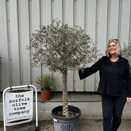 Hojiblanca Olive tree
