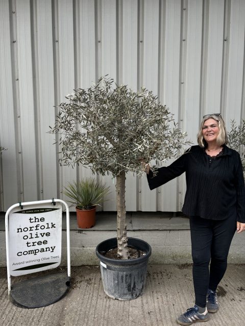 Hojiblanca Olive tree