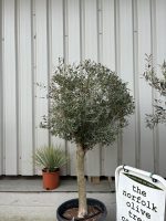 Arbequina olive tree