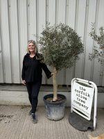 Arbequina olive tree