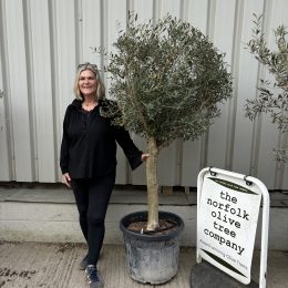 Arbequina olive tree