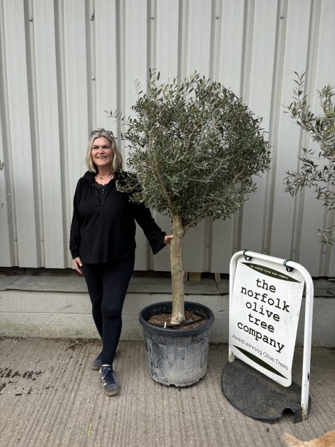 Arbequina olive tree