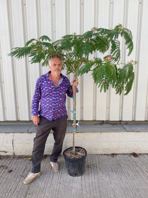Silk Tree