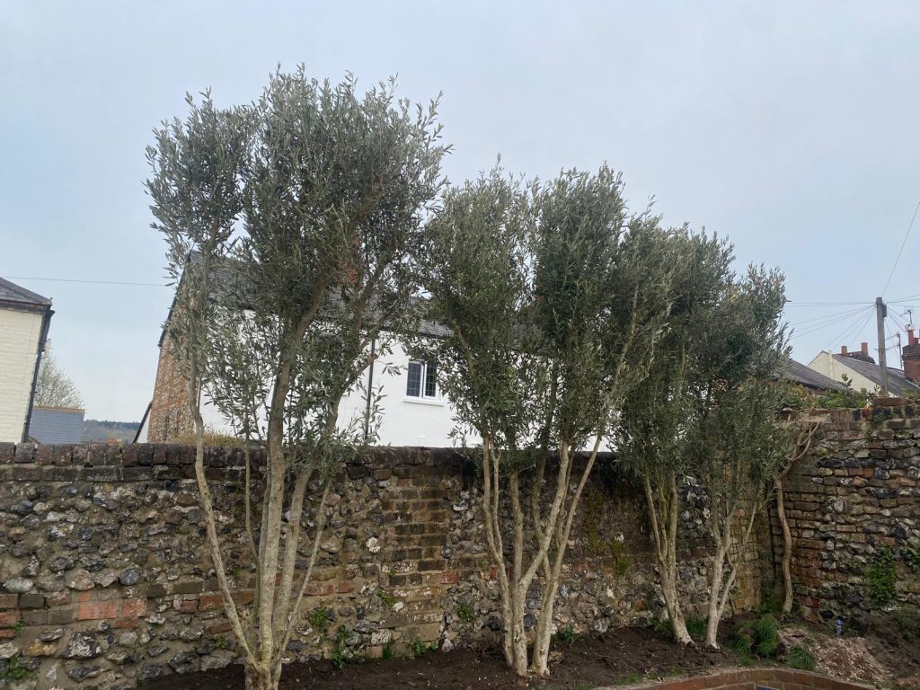 Arbequina vs Frantoio Olive Tree
