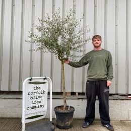 Tuscan Olive tree delivery included.