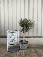 Arbequina olive tree