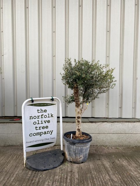 Arbequina olive tree