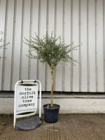 Tuscan Olive tree