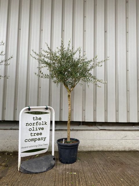 Tuscan Olive tree