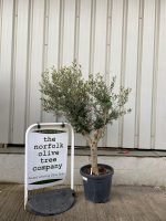 Arbequina olive tree