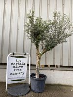 Arbequina olive tree