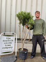Multi-stem Olive tree