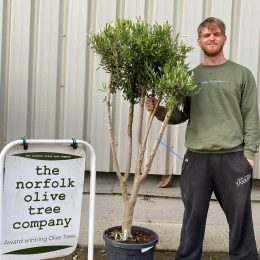 Multi-stem Olive tree