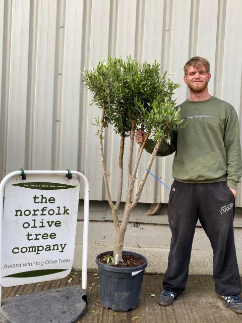 Multi-stem Olive tree