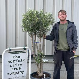 Multi-stem Olive tree. Delivery included.