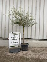 Tuscan Olive Tree