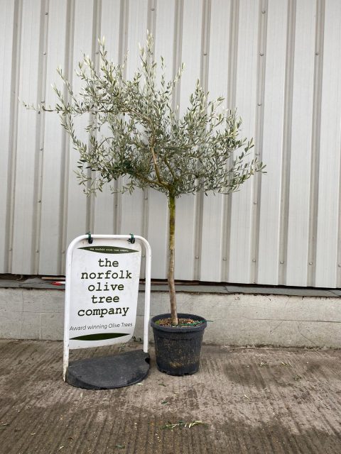 Tuscan Olive Tree