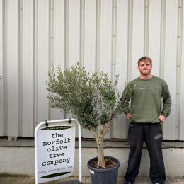 Arbequina olive tree
