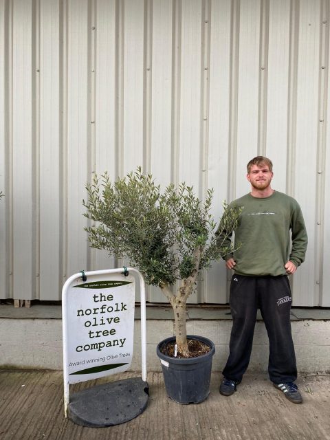 Arbequina olive tree