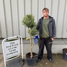 Multi-stem Olive tree
