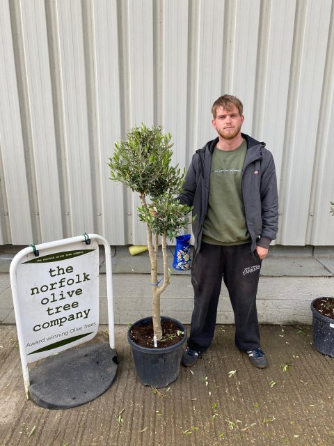 Multi-stem Olive tree