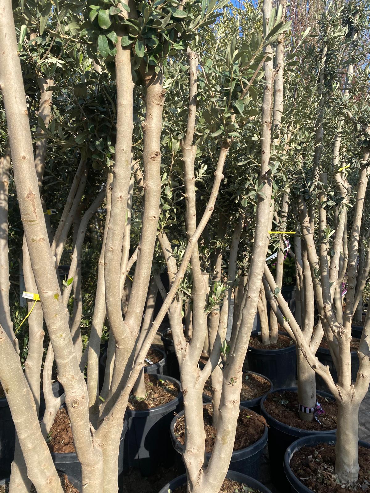 Multistem trees