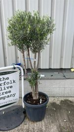 Multi-stem Olive tree