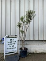 Multi-stem Olive tree