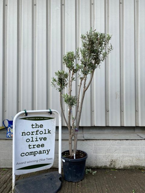 Multi-stem Olive tree