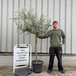 Formatively Pruned Tuscan Olive Tree with Wispy Open Crown