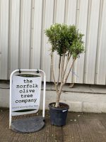 Multi-stem Olive tree