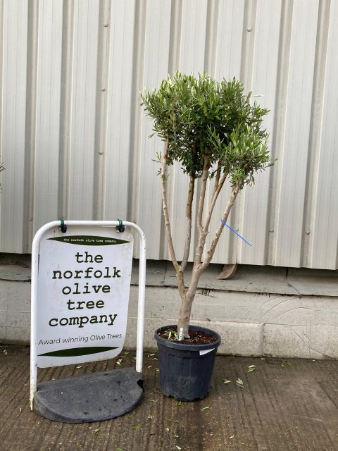 Multi-stem Olive tree