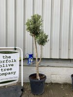 Multi-stem Olive tree