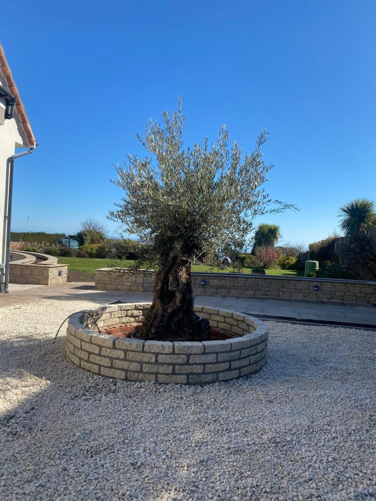 Olive Trees Suffolk