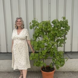 Grapevine-Espalier - delivery included.