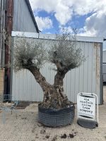 Ancient Olive Tree