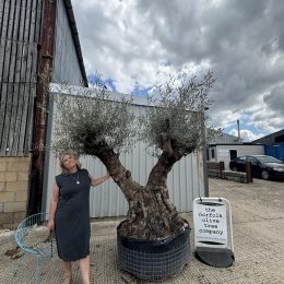 Ancient Olive Tree