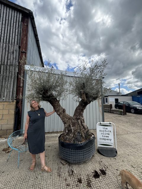 Ancient Olive Tree