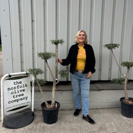 Niwaki cloud pruned Olive Tree - delivery included.