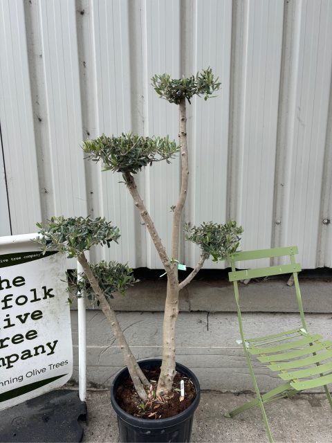 Niwaki cloud Olive Tree