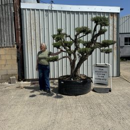 Cloud Olive Tree for sale. An impressive specimen to create a feature in the garden!