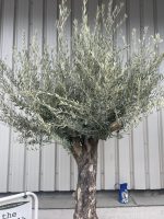 Gnarled Olive tree bonsai bowl